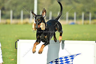 Aaron von der Sternhöhe