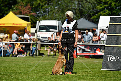 Abby belgischer Wolf von Malihattan