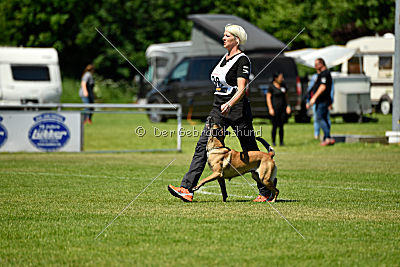 Abby belgischer Wolf von Malihattan