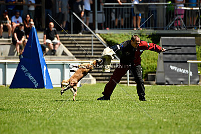 Abby belgischer Wolf von Malihattan
