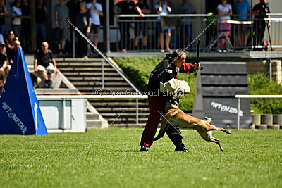 Abby belgischer Wolf von Malihattan