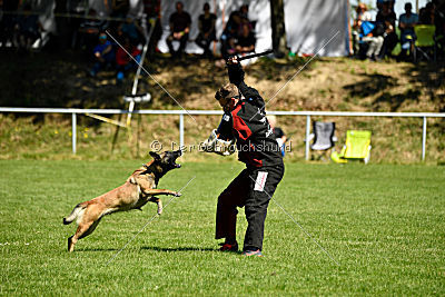 Abby belgischer Wolf von Malihattan