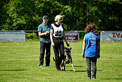 Abby belgischer Wolf von Malihattan