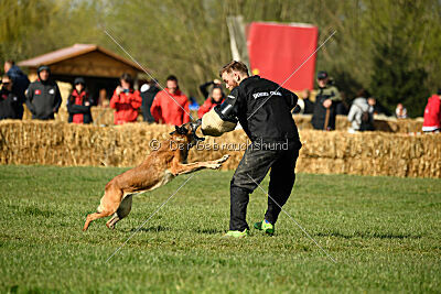 Abby vom Lamm-Schwert