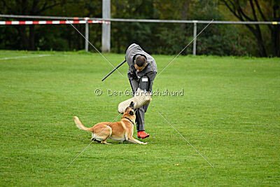 Ace von den zauberhaften Teufeln