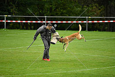Ace von den zauberhaften Teufeln