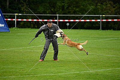 Ace von den zauberhaften Teufeln