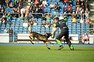 Adenauer von der Schöpsdrehe
