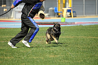 Aik vom Wolfsursprung