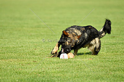 Aiko von der alten Stolzenburg