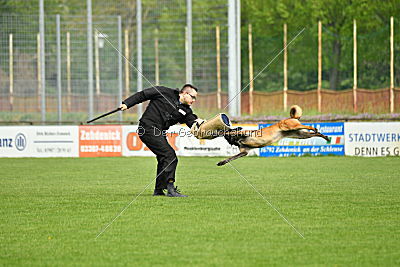 Al Dente vom Buxtehuder Bullen