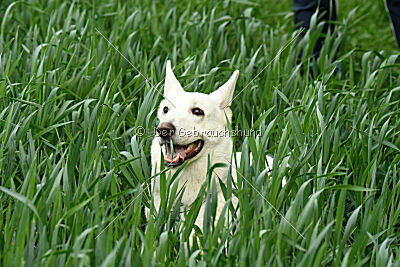 Albus Lupus Ul-Po Csilla