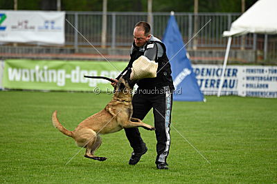 Alice vom Phönixblut