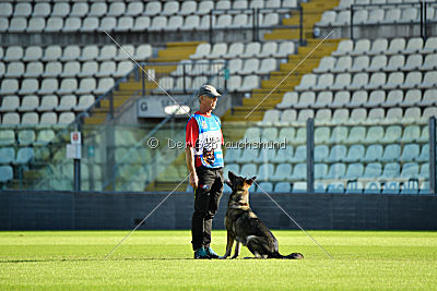 Allie vom Burmeister