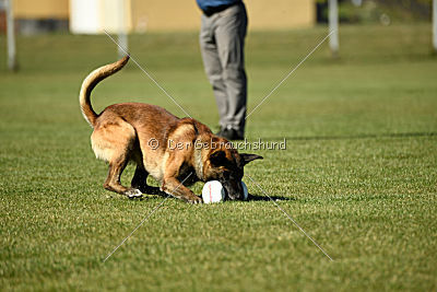 Ally von den Lausbuben