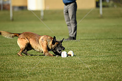 Ally von den Lausbuben