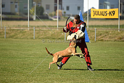 Ally von den Lausbuben