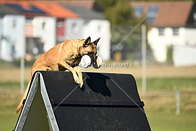 Ally von den Lausbuben