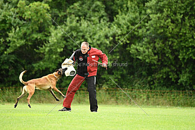 Amadeo vom Blonden Gift
