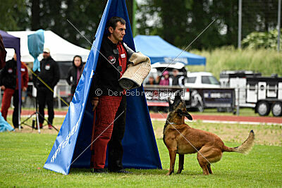 Amadeo vom Blonden Gift