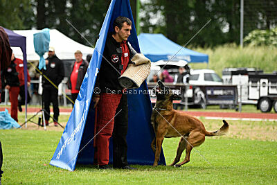 Amadeo vom Blonden Gift