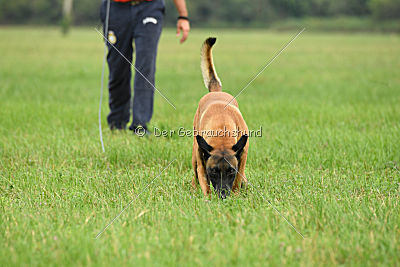 Amarok von Malihattan