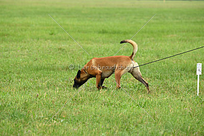 Amarok von Malihattan