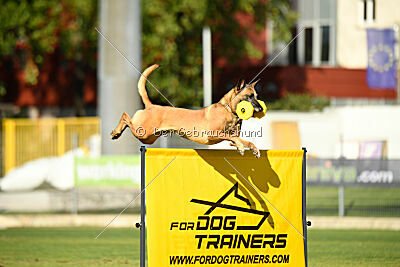 Angry Bird Manlihaus