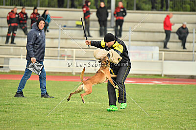 Angry Bird Manlihaus