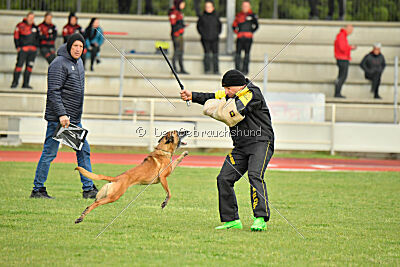 Angry Bird Manlihaus