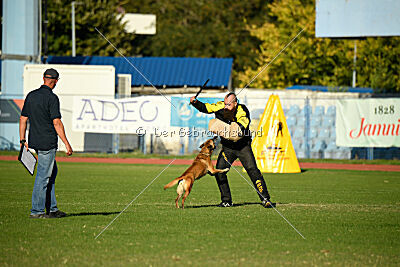 Angry Bird Manlihaus