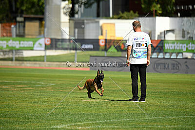 Angry Fox Amidala Padmé