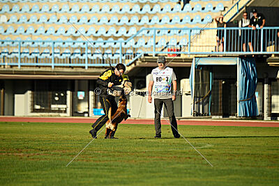Angry Fox Amidala Padmé