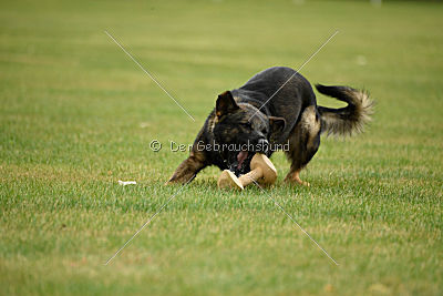 Angry von Starker Wille