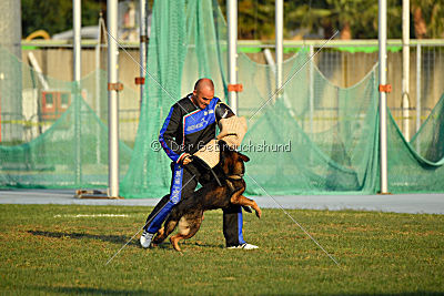 Antey Hitzig Hund
