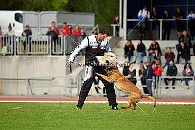 Aramis Red Devils Dog