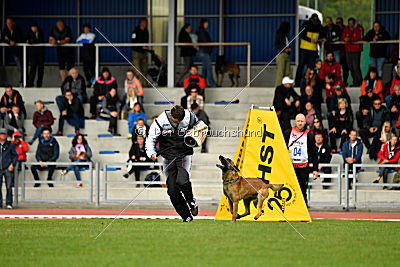 Aramis Red Devils Dog