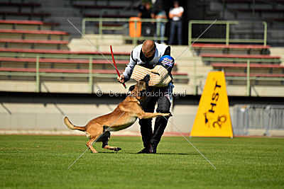 Aramis Red Devils Dog