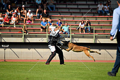 Aramis Red Devils Dog