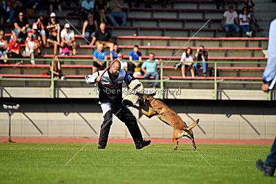 Aramis Red Devils Dog