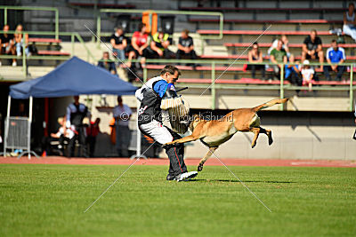 Aramis Red Devils Dog
