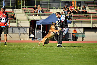 Aramis Red Devils Dog