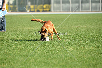 Arkan von der schwarzen Mamba
