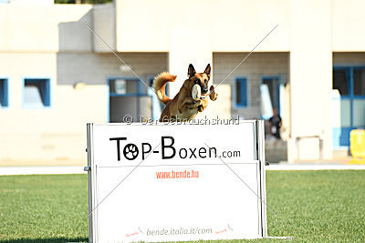 Arkan von der schwarzen Mamba