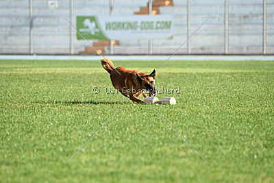 Arkan von der schwarzen Mamba