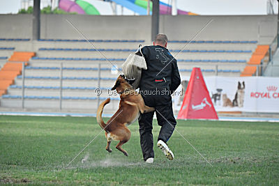 Arkan von der schwarzen Mamba