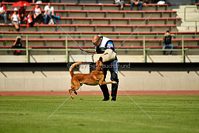 Arkan von der schwarzen Mamba