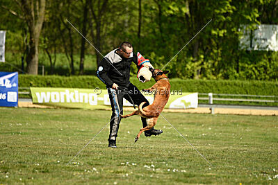 Arthos vom Feldbrand