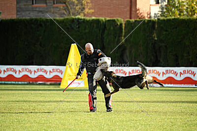 Ary vom Domus Bellus