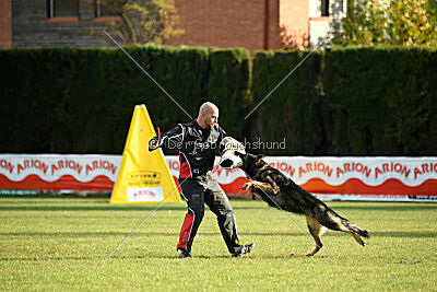 Ary vom Domus Bellus